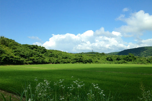 映画　石巻市立湊小学校避難所